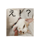 ちゅらきなこ（個別スタンプ：3）