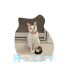 ちゅらきなこ（個別スタンプ：4）