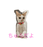 ちゅらきなこ（個別スタンプ：7）
