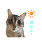 ゆるゆるさんきちスタンプ（個別スタンプ：12）