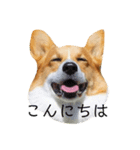 コーーギーー（個別スタンプ：1）