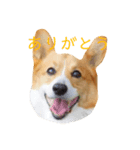 コーーギーー（個別スタンプ：2）