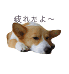 コーーギーー（個別スタンプ：3）