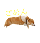 コーーギーー（個別スタンプ：4）