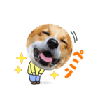 コーーギーー（個別スタンプ：5）