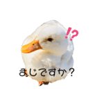 ぜんぶアヒルのスタンプ（個別スタンプ：1）