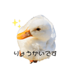 ぜんぶアヒルのスタンプ（個別スタンプ：2）