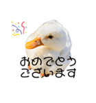 ぜんぶアヒルのスタンプ（個別スタンプ：3）