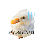 ぜんぶアヒルのスタンプ（個別スタンプ：5）