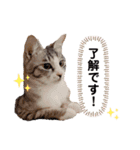 うにしおの日常（個別スタンプ：3）