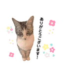 うにしおの日常（個別スタンプ：4）