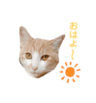 うにしおの日常（個別スタンプ：5）