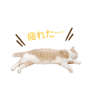 うにしおの日常（個別スタンプ：11）