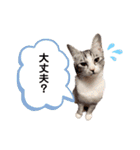 うにしおの日常（個別スタンプ：12）