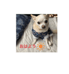 スムチーのレイ（個別スタンプ：3）
