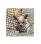 スムチーのレイ（個別スタンプ：8）