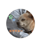 スムチーのレイ（個別スタンプ：12）
