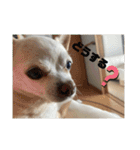 スムチーのレイ（個別スタンプ：20）