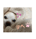 スムチーのレイ（個別スタンプ：22）