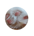 ネコふわふわ（個別スタンプ：1）