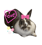 我が家のうさぎティーちゃん（個別スタンプ：1）