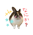 我が家のうさぎティーちゃん（個別スタンプ：2）