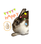 我が家のうさぎティーちゃん（個別スタンプ：4）