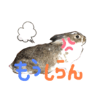 我が家のうさぎティーちゃん（個別スタンプ：5）