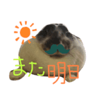 我が家のうさぎティーちゃん（個別スタンプ：6）