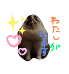 我が家のうさぎティーちゃん（個別スタンプ：7）