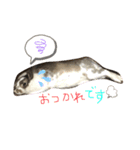 我が家のうさぎティーちゃん（個別スタンプ：8）