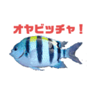 ウチナー釣り人のスタンプ（個別スタンプ：4）