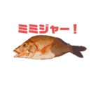 ウチナー釣り人のスタンプ（個別スタンプ：8）