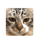 Leo（猫）のスタンプ（個別スタンプ：1）
