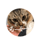 Leo（猫）のスタンプ（個別スタンプ：2）