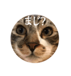 Leo（猫）のスタンプ（個別スタンプ：6）
