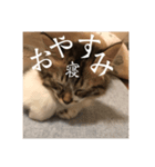 Leo（猫）のスタンプ（個別スタンプ：7）