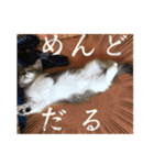 Leo（猫）のスタンプ（個別スタンプ：8）