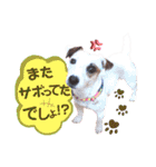 愛犬♡ハナコのスタンプ＊11（個別スタンプ：18）