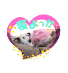 愛犬♡ハナコのスタンプ＊11（個別スタンプ：21）