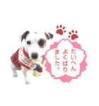 愛犬♡ハナコのスタンプ＊11（個別スタンプ：25）