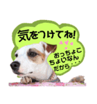 愛犬♡ハナコのスタンプ＊11（個別スタンプ：36）