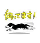 南総学舎 名犬ハル（個別スタンプ：3）