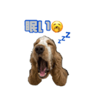 4本足の仲間たち❷（個別スタンプ：1）