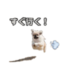 4本足の仲間たち❷（個別スタンプ：2）
