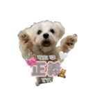 4本足の仲間たち❷（個別スタンプ：4）