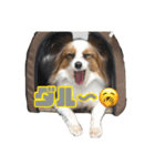 4本足の仲間たち❷（個別スタンプ：7）