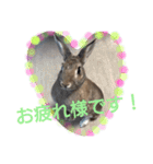 うーちゃんとなかまたち    （自衛隊用語）（個別スタンプ：1）