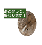 うーちゃんとなかまたち    （自衛隊用語）（個別スタンプ：5）