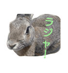 うーちゃんとなかまたち    （自衛隊用語）（個別スタンプ：7）